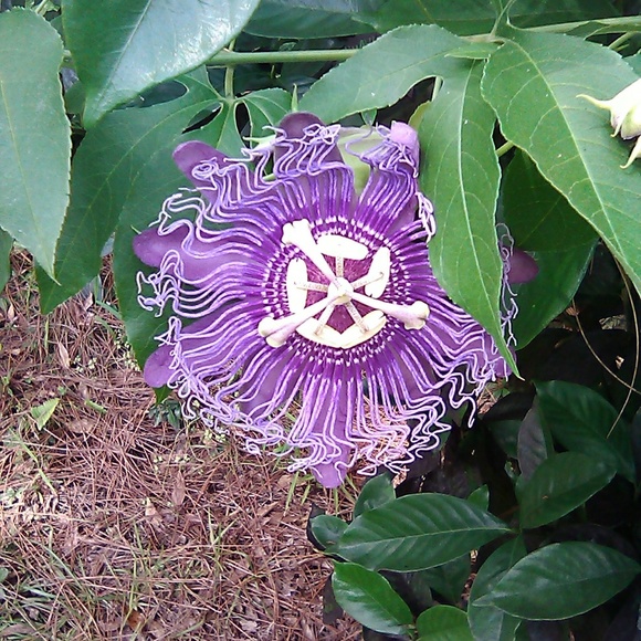 Meet your Posher, Candice - Picture 1 of 1